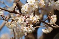 桜咲く