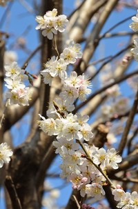 桜咲く
