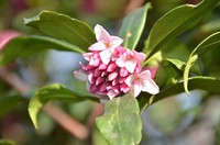 桜咲く