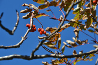 北海道９月ツー紅葉編