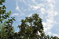 再びフィルターで試し撮り
