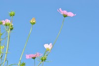 青空に呼ばれまして･･･