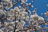 この時期のお約束