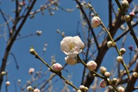 朝散歩