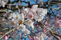 朝散歩