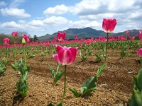 とりあえず富士山