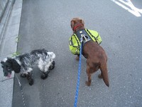 犬リュック