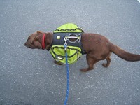 犬リュック