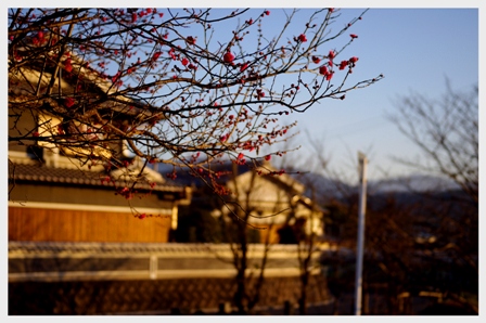 太子町ポタ　～梅は咲いたか、桜はまだかいな～