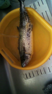 青い青い 2011/05/15 21:29:23