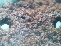 カブト虫の卵（まこっちさんのご質問） 2012/08/16 15:35:25