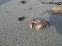 夏の伊豆キャン計画 2005/07/27 14:10:00