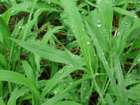 雨のキャンプ嫌いですか? 2005/09/06 08:22:37