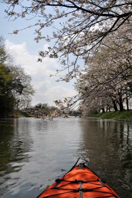 福岡堰へお花見カヤーク♪