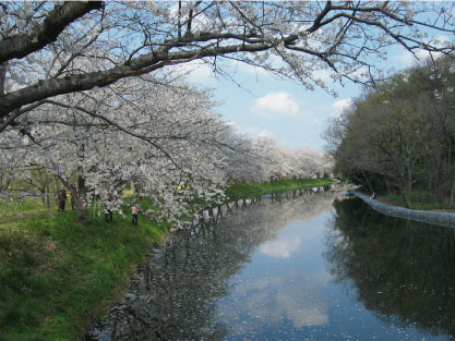 お花見カヤック～♪