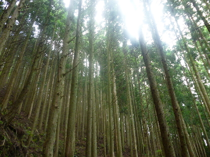 紀伊半島の旅　～熊野古道～