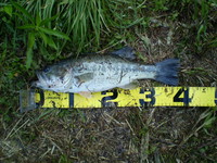 ブラックバス　38cm　kyon （ガッツ枠） 2010/05/16 22:14:37
