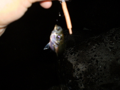 暑さも釣果もキビシィ・・