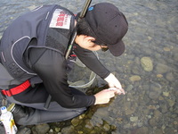若　年　鮎　師