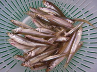 乱獲.com 2008始動