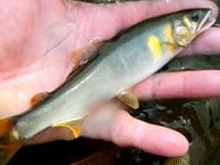 鬼怒川の解禁は釣れる