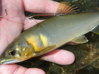 6月の鮎釣りまとめ