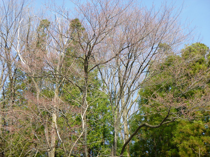 春陽の草木湖