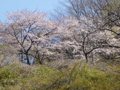 春陽の草木湖