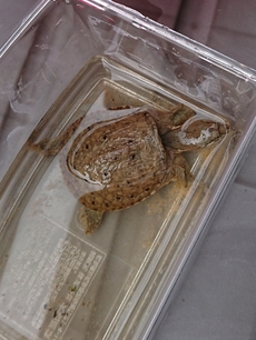 スッポン飼育記(2)