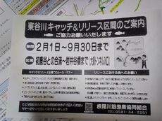 根尾川の東谷にC＆R区間が出来た