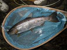 根尾川の上流へ行ってみた