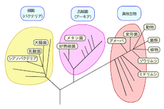 生物好きだけどアーキアや３ドメイン分類を知らない世代