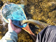 地元河川で珍しく２匹もニジが釣れた