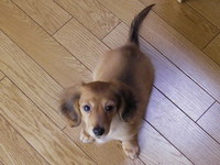 愛犬との別れ