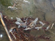 地元河川1時間散歩＆九華公園で花見
