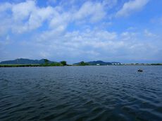内湖で浮いたがコバス3匹だった