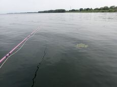 琵琶湖北湖東岸の桟橋周りを水中撮影の動画をup