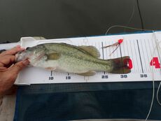 梅雨のバス日和なのにコバスしか釣れなかった