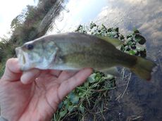 園地の池で３番ロッドでバス釣りの日