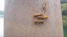琵琶湖の湖上の鉄柱に集まったアシナガバチの動画
