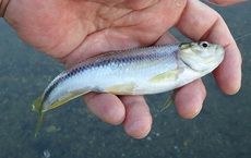 員弁川支流で太ったカワムツとシラハエを釣り分ける