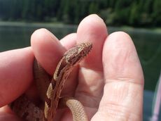 琵琶湖上でシマヘビの幼蛇を手にする幸運＾＾