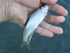 危うくシラハエ釣りでボーズを食らうところだった