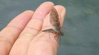 ナミヒラタカゲロウの羽化の動画をＵＰしました
