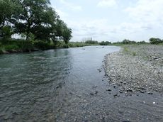 増水の地元河川AM散歩