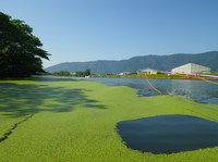 大江川で１時間浮き