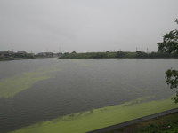 台風前の大江川で浮いてきました・・・が・・・