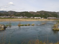 お花見日和でしたが・・・根尾川の記録