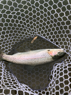シーバス釣行。時合い短かしッ
