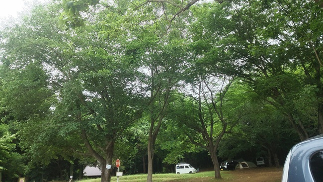 こもれびの六斗の森キャンプ場